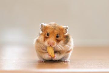 Rattatui